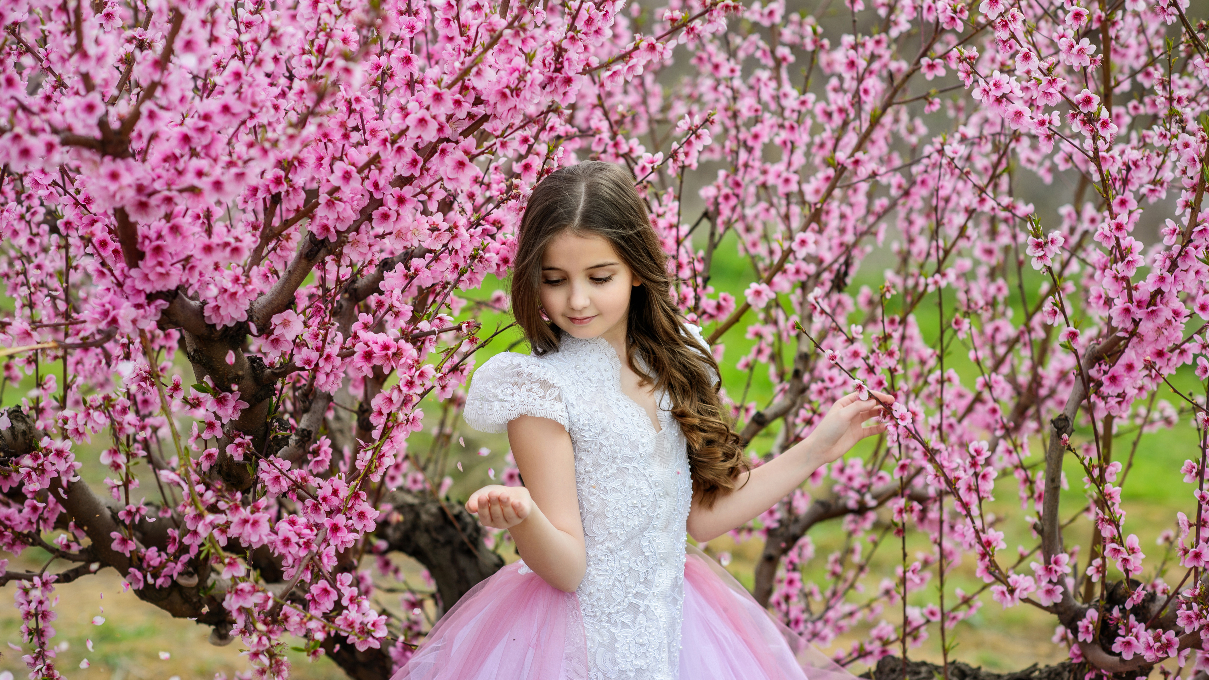 Cute Little Girl Is Standing Between Cherry Blossom Pink Flower Trees Wearing Pink White Dress 4K HD Cute