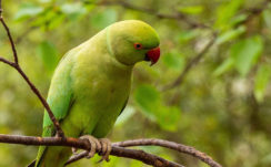 Green Parakeet Parrot Is Sitting On Tree Branch In Blur Green Background HD Birds