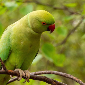 Green Parakeet Parrot Is Sitting On Tree Branch In Blur Green Background HD Birds