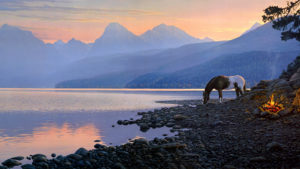 Horse On Pebbles Near Lake During Sunset HD Animals