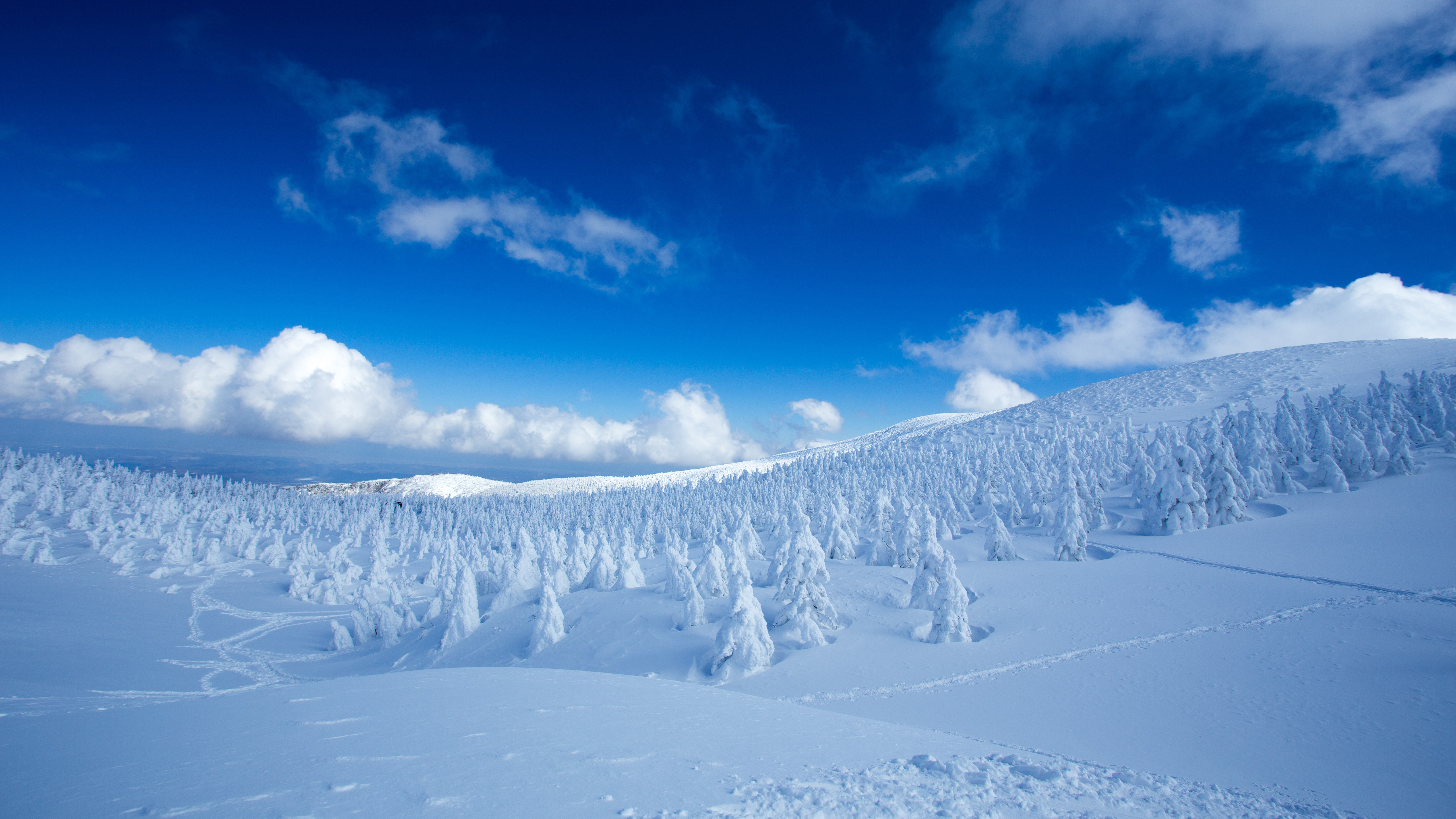 Landscape Of Snow Covered Pine Trees In Snow Field Forest Under Blue Cloudy Sky 4K 5K HD Nature