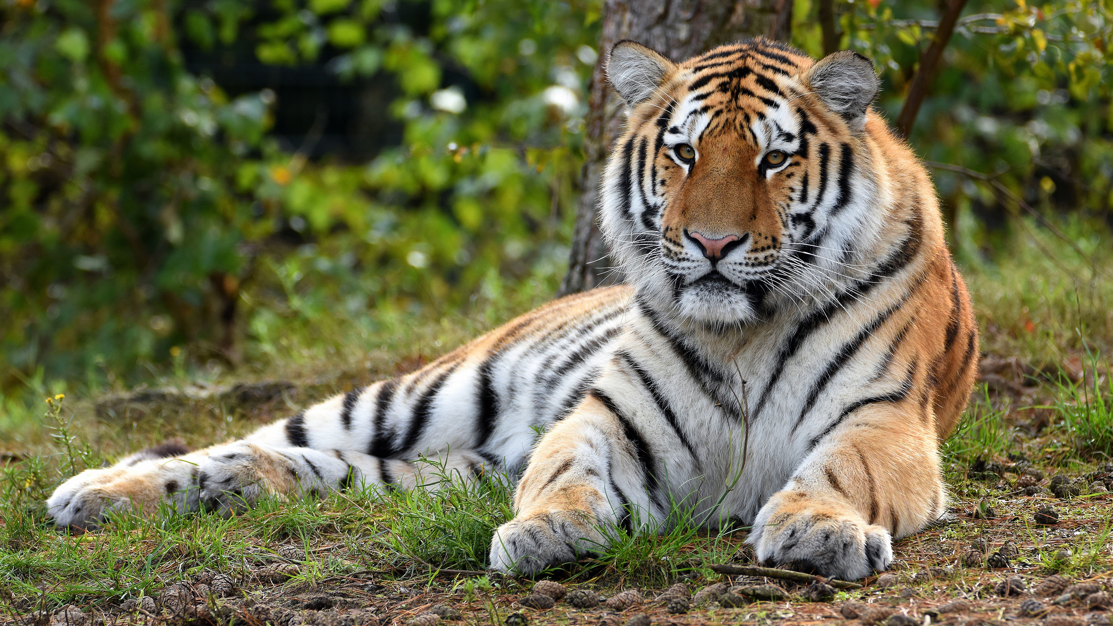 Tiger Is Lying Down On Green Grass In Forest Background 4K HD Animals