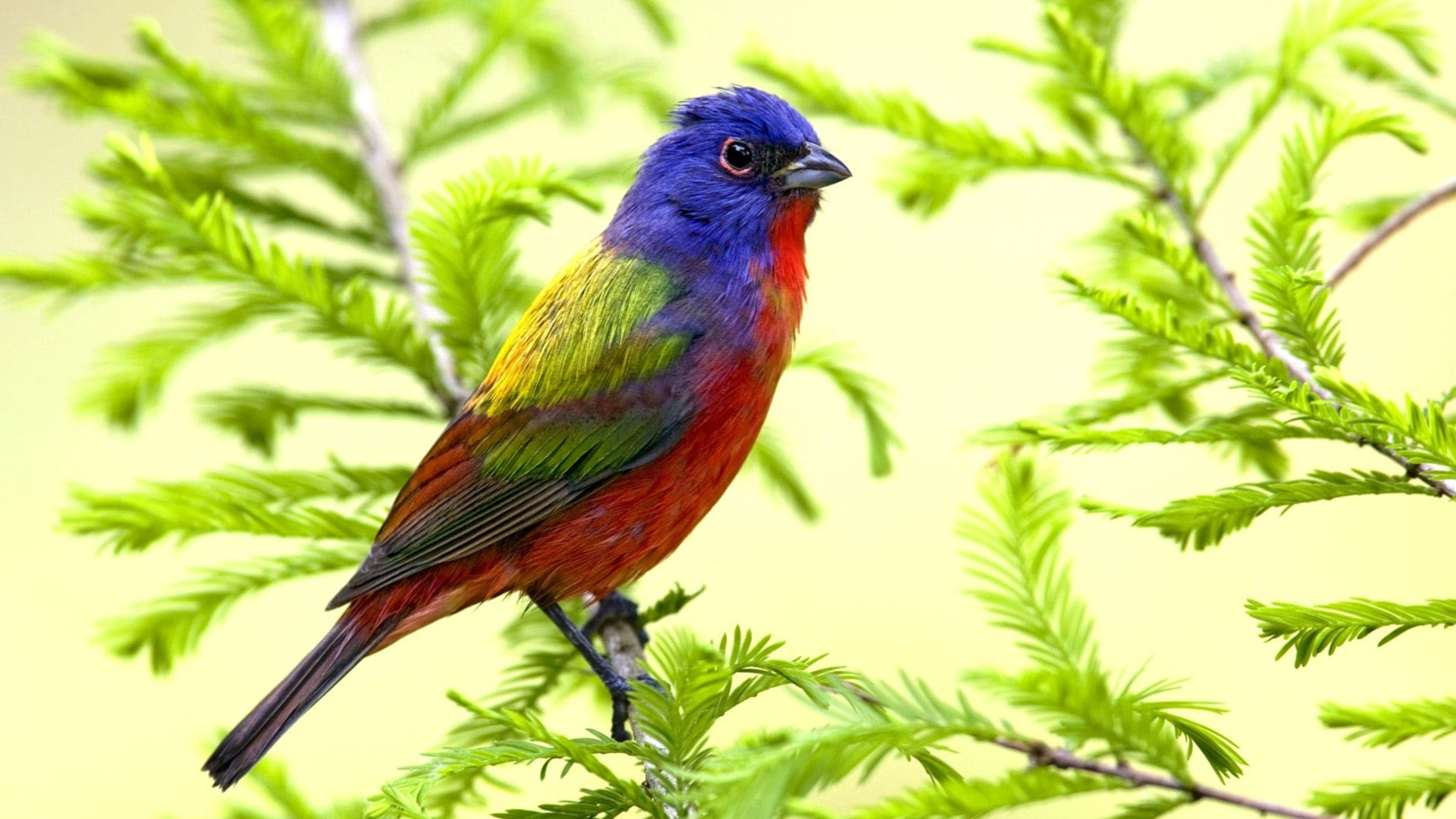 Violet Red Green Yellow Parrot On Leafed Tree Branch 4K HD Birds Wallpapers
