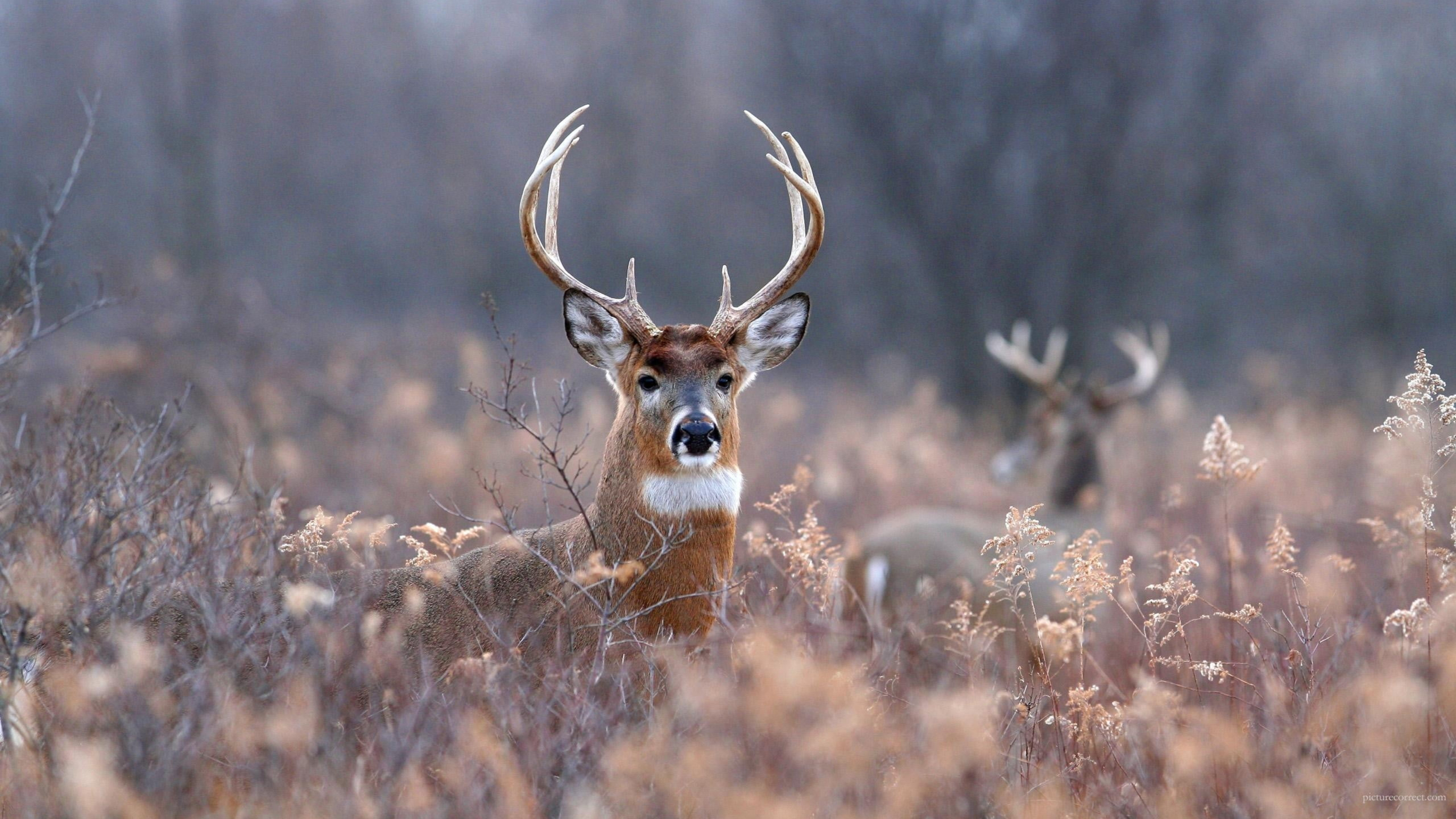 White Brown Horn Deer On Brown Plant Field During Daytime 4K HD Animals Wallpapers