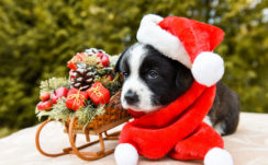 Blue Eyes Black Dog Puppy Is Wearing Santa Hat Standing Near Bamboo Sled HD Puppy