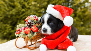 Blue Eyes Black Dog Puppy Is Wearing Santa Hat Standing Near Bamboo Sled HD Puppy