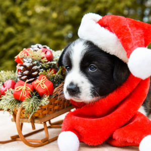 Blue Eyes Black Dog Puppy Is Wearing Santa Hat Standing Near Bamboo Sled HD Puppy Wallpapers