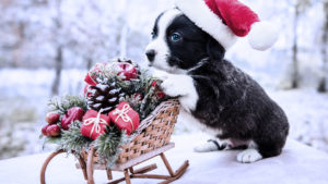 Black White Puppy Is Lying Down On Floor Near Christmas Ornaments Sled Wearing Santa Hat Puppy