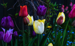 Purple Flower Red Flower Tulip Yellow Flower 4K HD Flowers Wallpapers