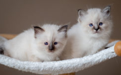 White Blue Eyes Kittens On White Texture Chair 4K HD Kittens