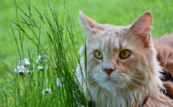 White Cat With Green Eyes In Background Of Green Grass Field 4K HD Cat Wallpapers