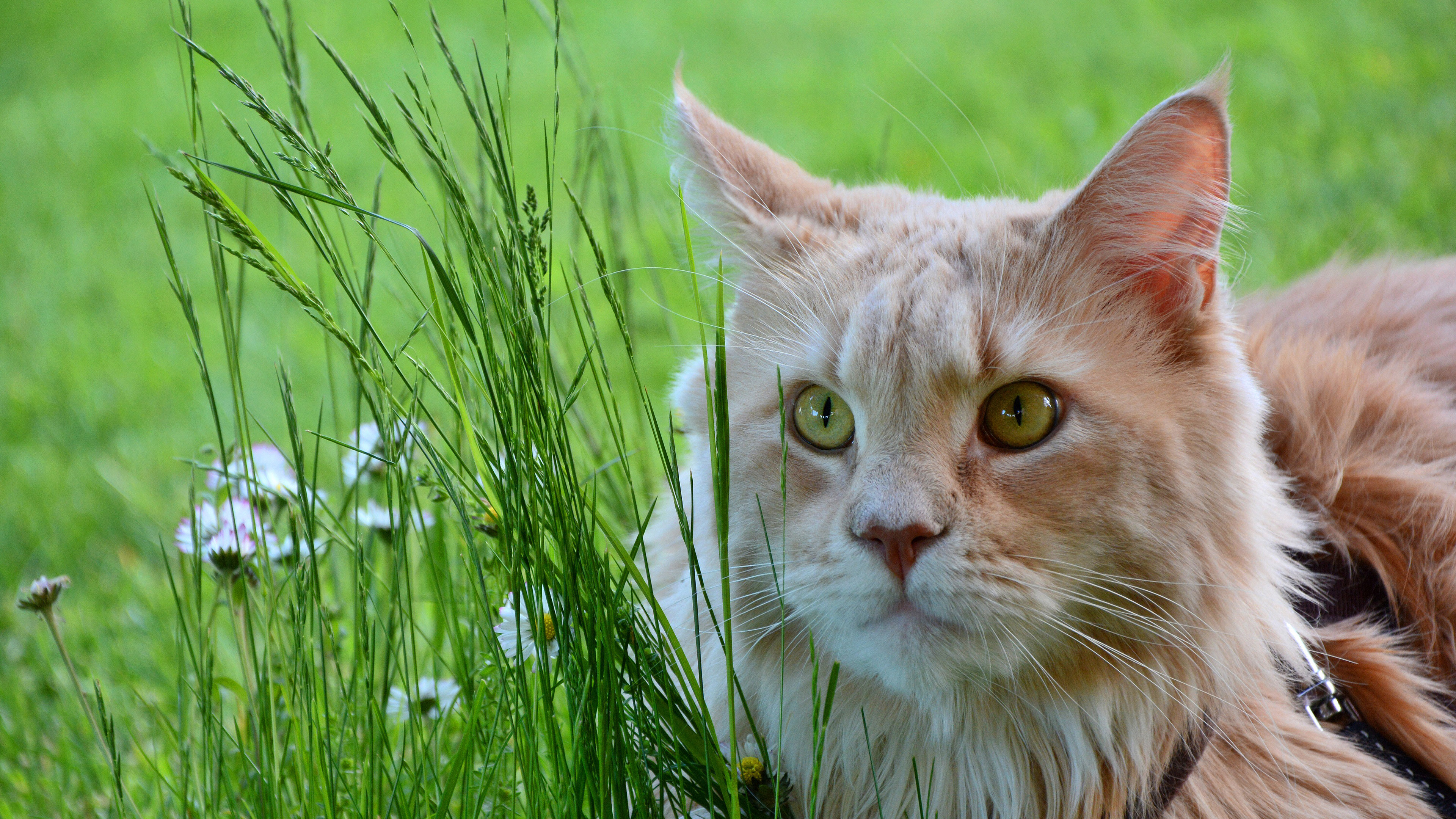 White Cat With Green Eyes In Background Of Green Grass Field 4K HD Cat