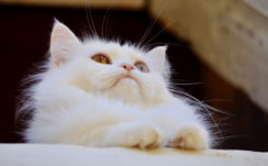 White Cat With Pink Nose HD Cat Wallpapers