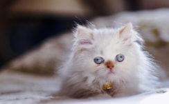White Kitten With Gray Eyes In Blur Background HD Kitten