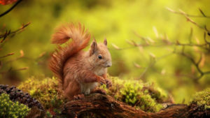 Brown Fur Squirrel Is Standing On Tree Trunk In Green Blur Background HD Squirrel