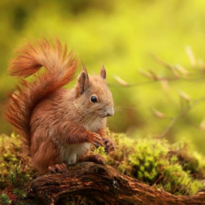 Brown Fur Squirrel Is Standing On Tree Trunk In Green Blur Background HD Squirrel Wallpapers
