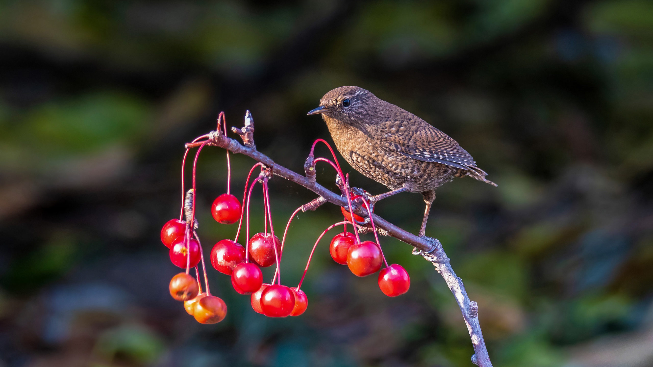 Sparrow Bird Is Standing On Red Berries Tree Branch In Blur Background 4K HD Birds Wallpapers