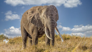 Big, Elephant, Animal, Grass, Field, Dry, Clouds, Blue, Sky, Background 4K HD Elephant Wallpapers
