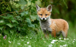 Brown, Puppy, Fox, Cub, Grass, Green, White, Flowers, Green, Leaves, Blur, Background, Animal HD Fox Wallpapers