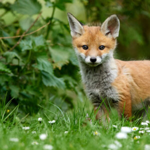 Brown, Puppy, Fox, Cub, Grass, Green, White, Flowers, Green, Leaves, Blur, Background, Animal HD Fox Wallpapers