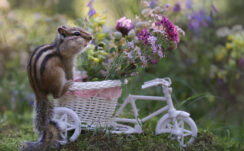 Chipmunk, Squirrel, Bicycle, Toy, Colorful, Flowers, Blur, Bokeh, Background, Photography, Animal HD Squirrel Wallpapers