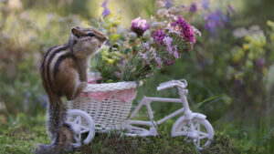Chipmunk, Squirrel, Bicycle, Toy, Colorful, Flowers, Blur, Bokeh, Background, Photography, Animal HD Squirrel Wallpapers