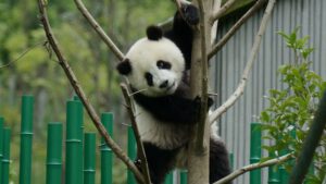 Panda Standing Tree Bamboo Funny Fence Blur Bokeh Background Animal HD Panda Wallpapers