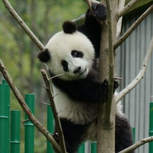 Panda Standing Tree Bamboo Funny Fence Blur Bokeh Background Animal HD Panda Wallpapers