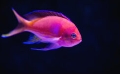 Pinkish Fish Underwater 4K 5K HD Fish Wallpapers