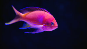 Pinkish Fish Underwater 4K 5K HD Fish Wallpapers