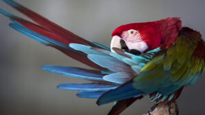 Red-and-Green Macaw Bird Blur Background Feather HD Birds Wallpapers
