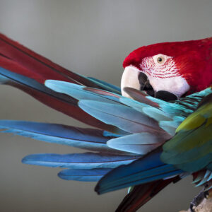 Red-and-Green Macaw Bird Blur Background Feather HD Birds Wallpapers