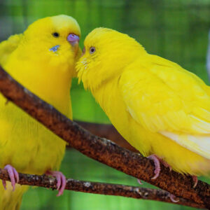 Yellow, Budgerigars, Parrots, Birds, Tree, Branches, Green, Background 4K HD Birds