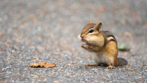 Chipmunk Nuts Eating Chubby Road Blur Bokeh Background 4K HD Chipmunk Wallpapers