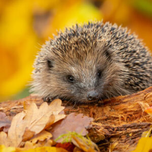 Hedgehog Tree Trunk Photography Dry Autumn Colorful Leaves Yellow Blur Background HD Hedgehog Wallpapers