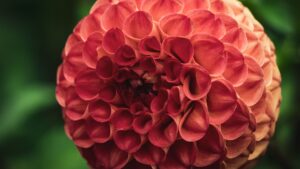 Pink Dahlia Macro Flower Petals Green Blur Background 4K HD Photography Wallpapers