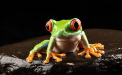 Red Eyed Tree Frog Dark Background 4K HD Frog Wallpapers