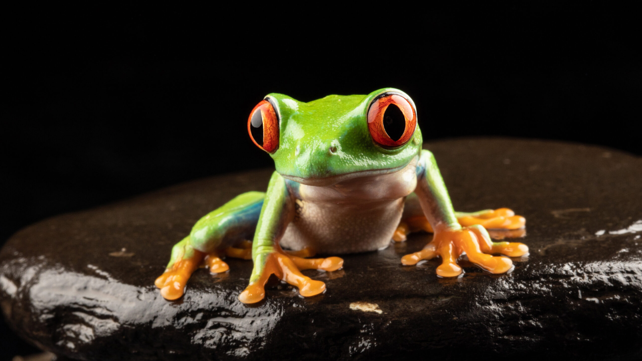 Red Eyed Tree Frog Dark Background 4K HD Frog Wallpapers | HD Wallpapers