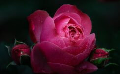 Rose Flower Petals Pink Drops Dew Wet Bloom Dark Background 4K HD Flowers Wallpapers