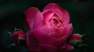 Rose Flower Petals Pink Drops Dew Wet Bloom Dark Background 4K HD Flowers Wallpapers