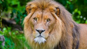 Closeup View Stare Look Lion Predator Wild Animal Glance Green Blur Bokeh Background 4K HD Lion Wallpapers