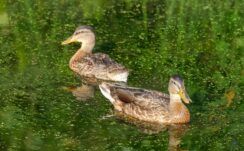 Yellow Beak Ducks Birds Green Algae Pond Reflection Wallpaper Background 4K HD Birds Wallpapers