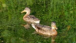 Yellow Beak Ducks Birds Green Algae Pond Reflection Wallpaper Background 4K HD Birds Wallpapers