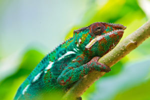 Colorful Chameleon 4K