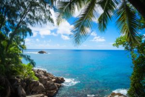 Green Palm Trees on Beach Shore Under Blue and White Sunny Cloudy Sky · Free Stock Photo