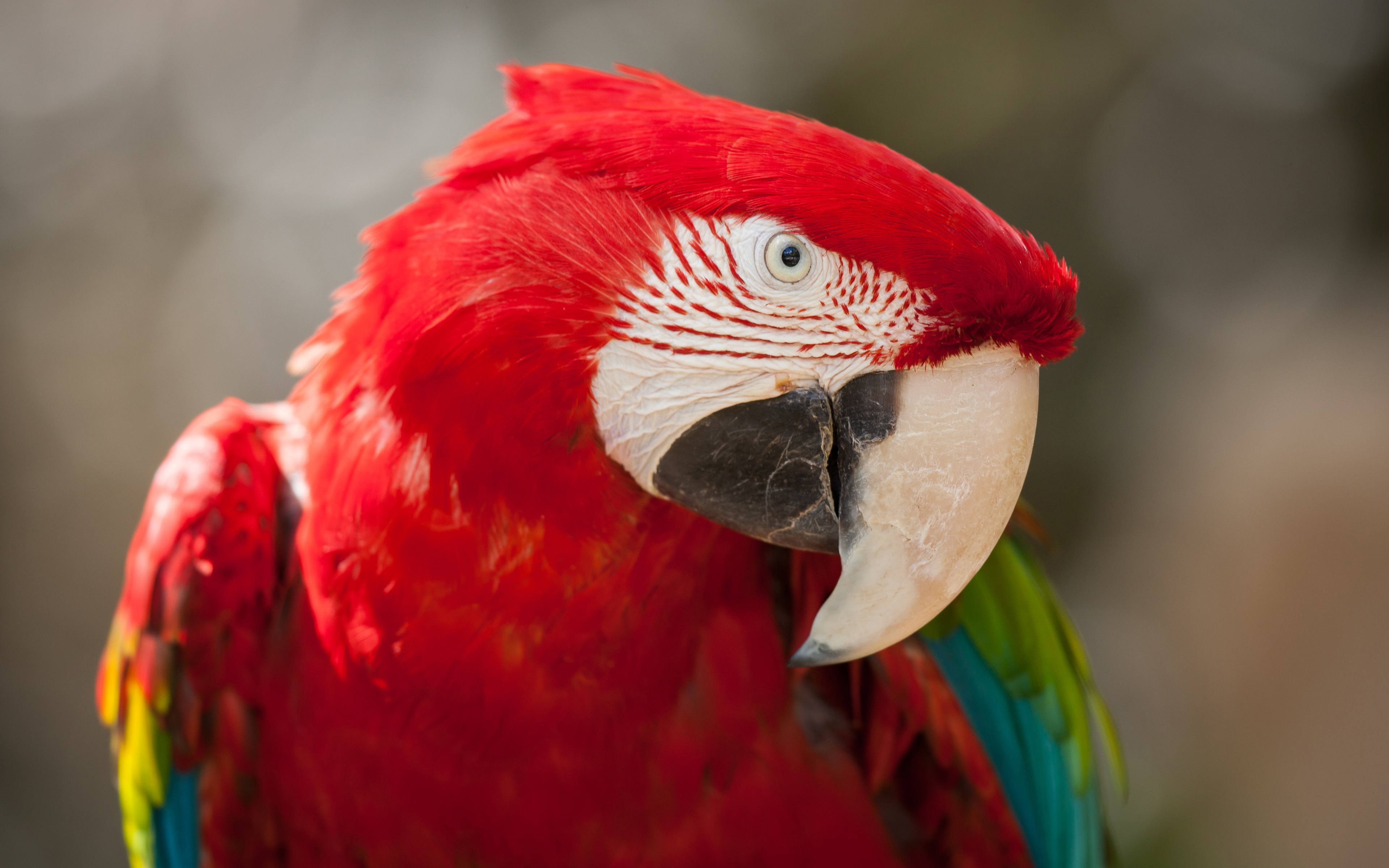 Red Green Macaw 4K