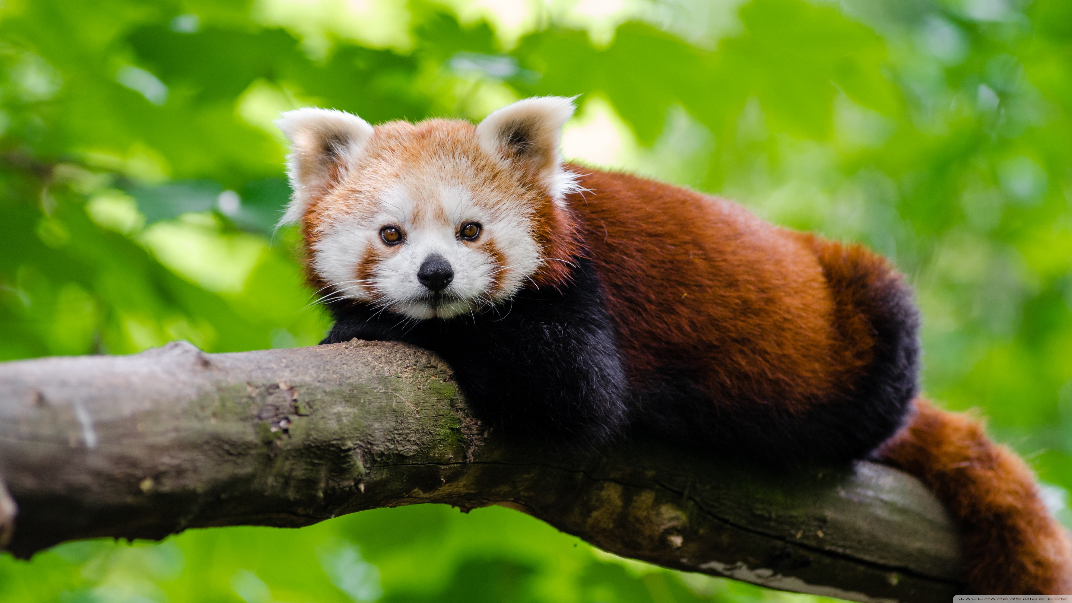  Red  Panda  HD  desktop wallpaper  HD  Wallpapers 