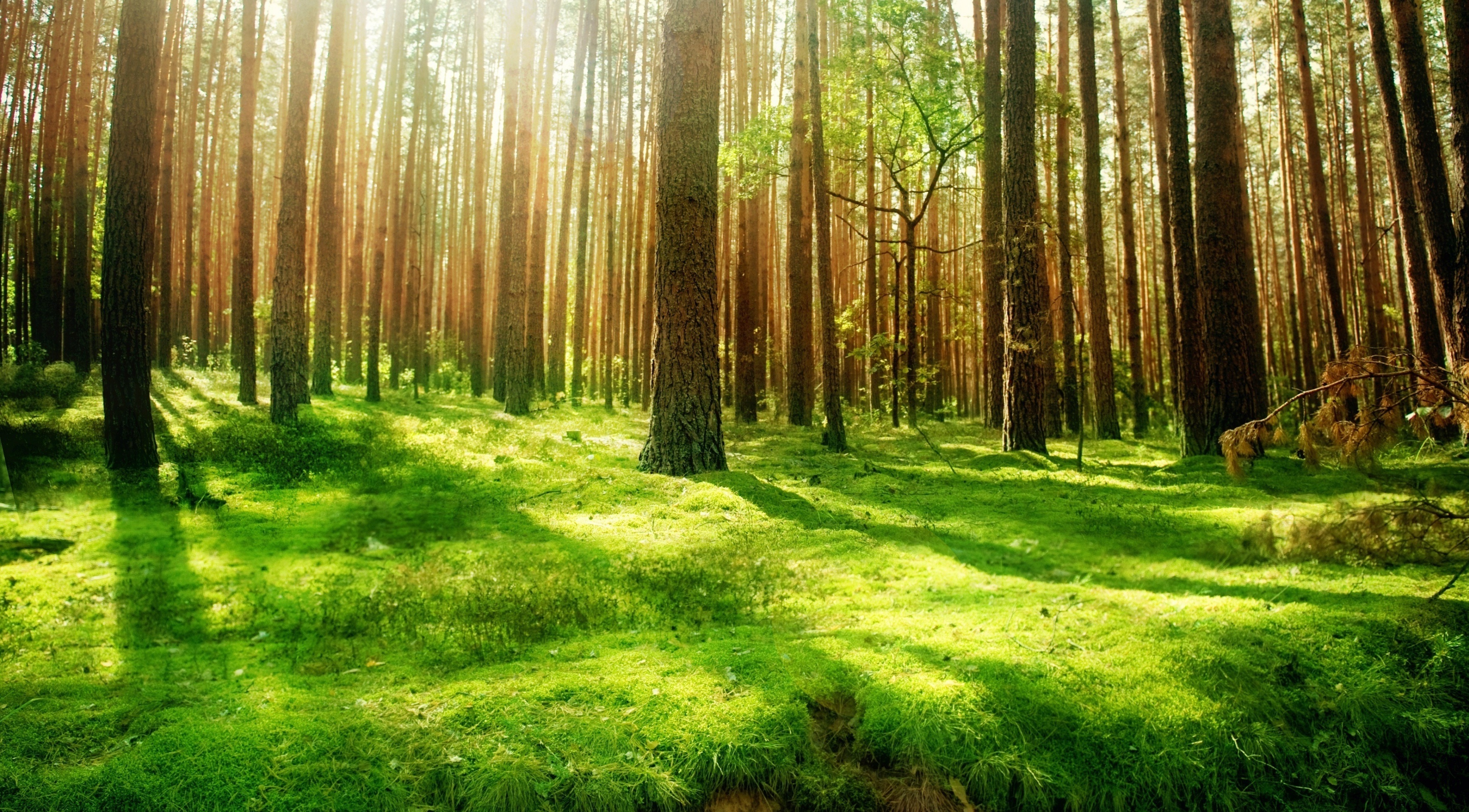 Beautiful Forest Scenery HD wallpaper