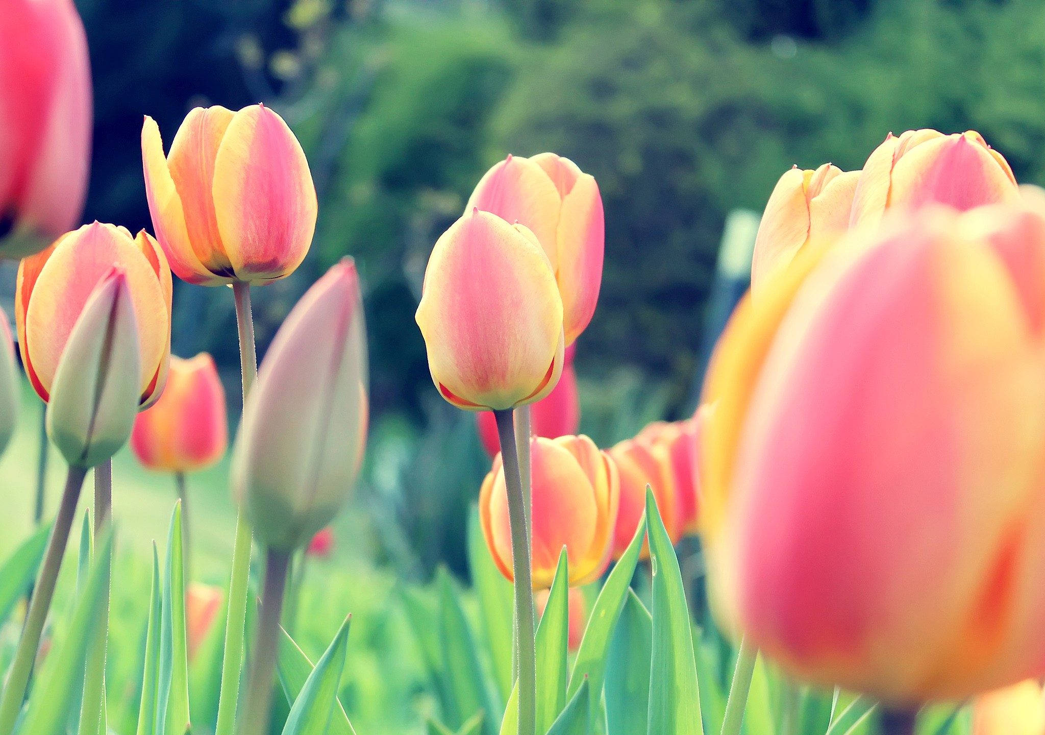 Easter Tulips Wallpapers | HD Wallpapers