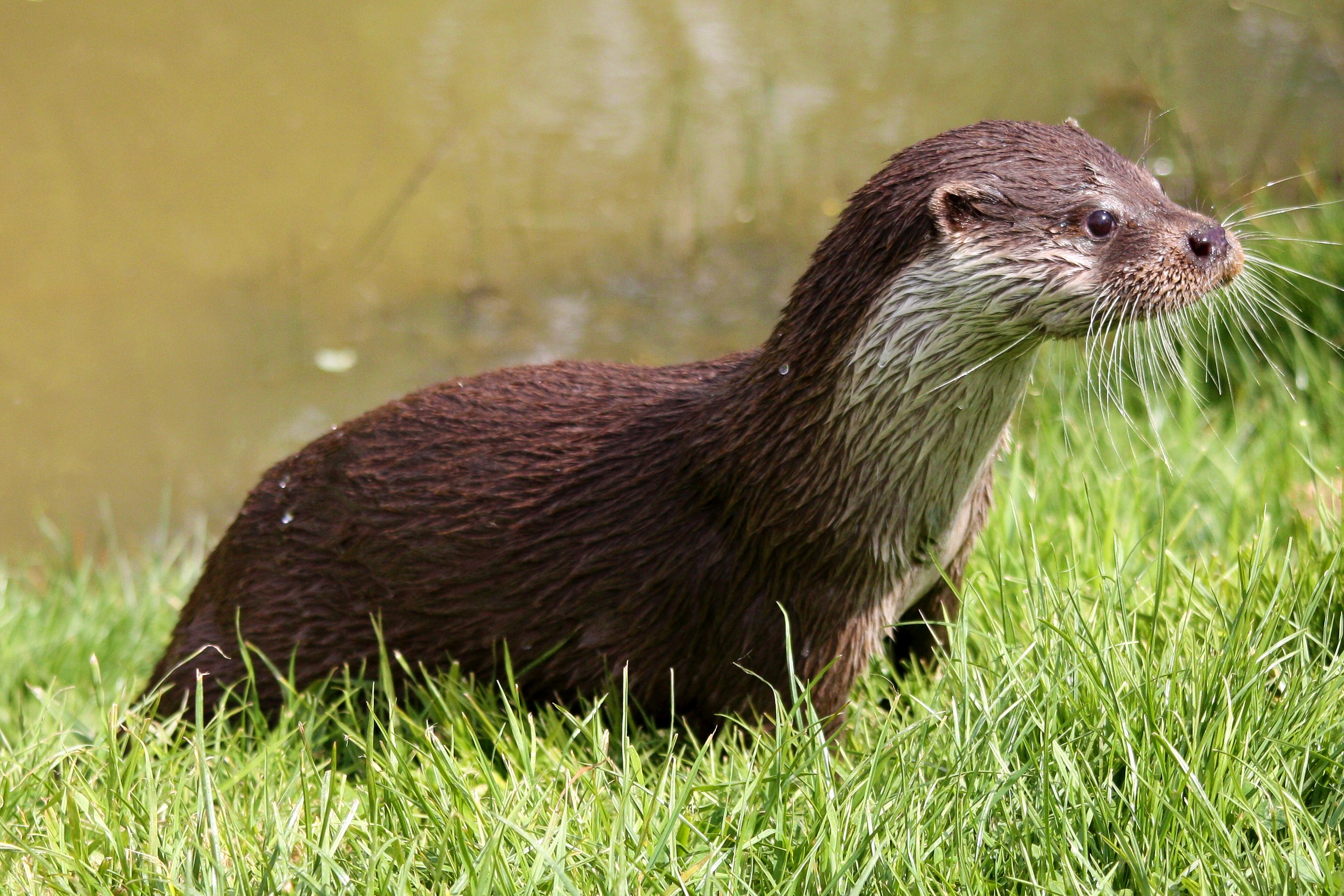 Otter Wet Grass